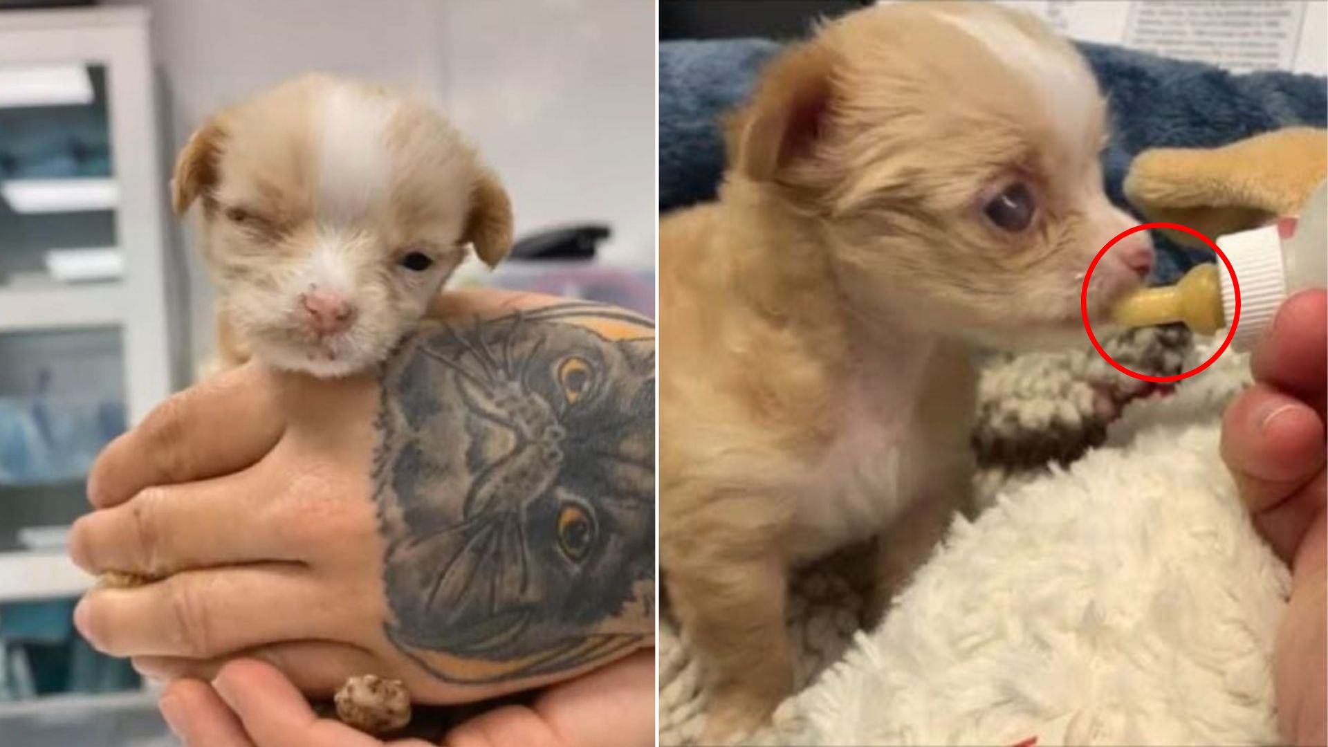 sweet tiny puppy