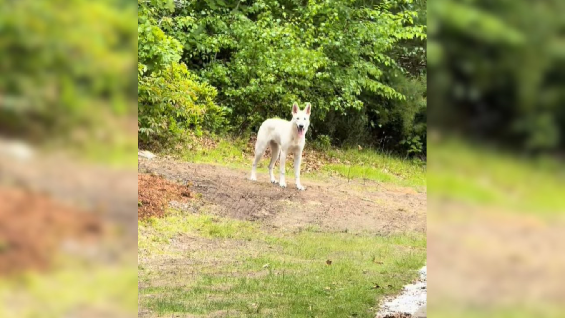 white dog in forest