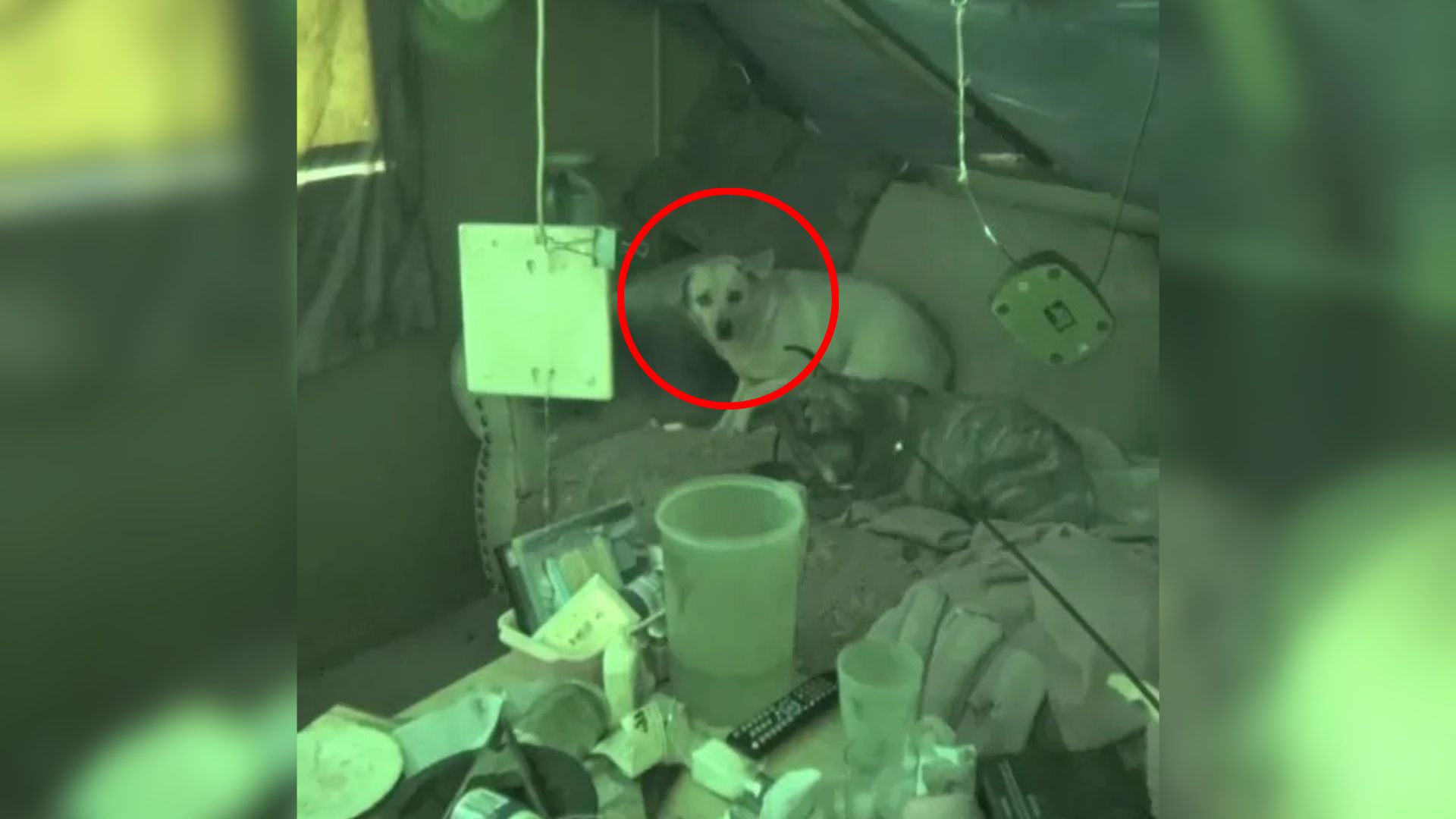 scared dog on couch