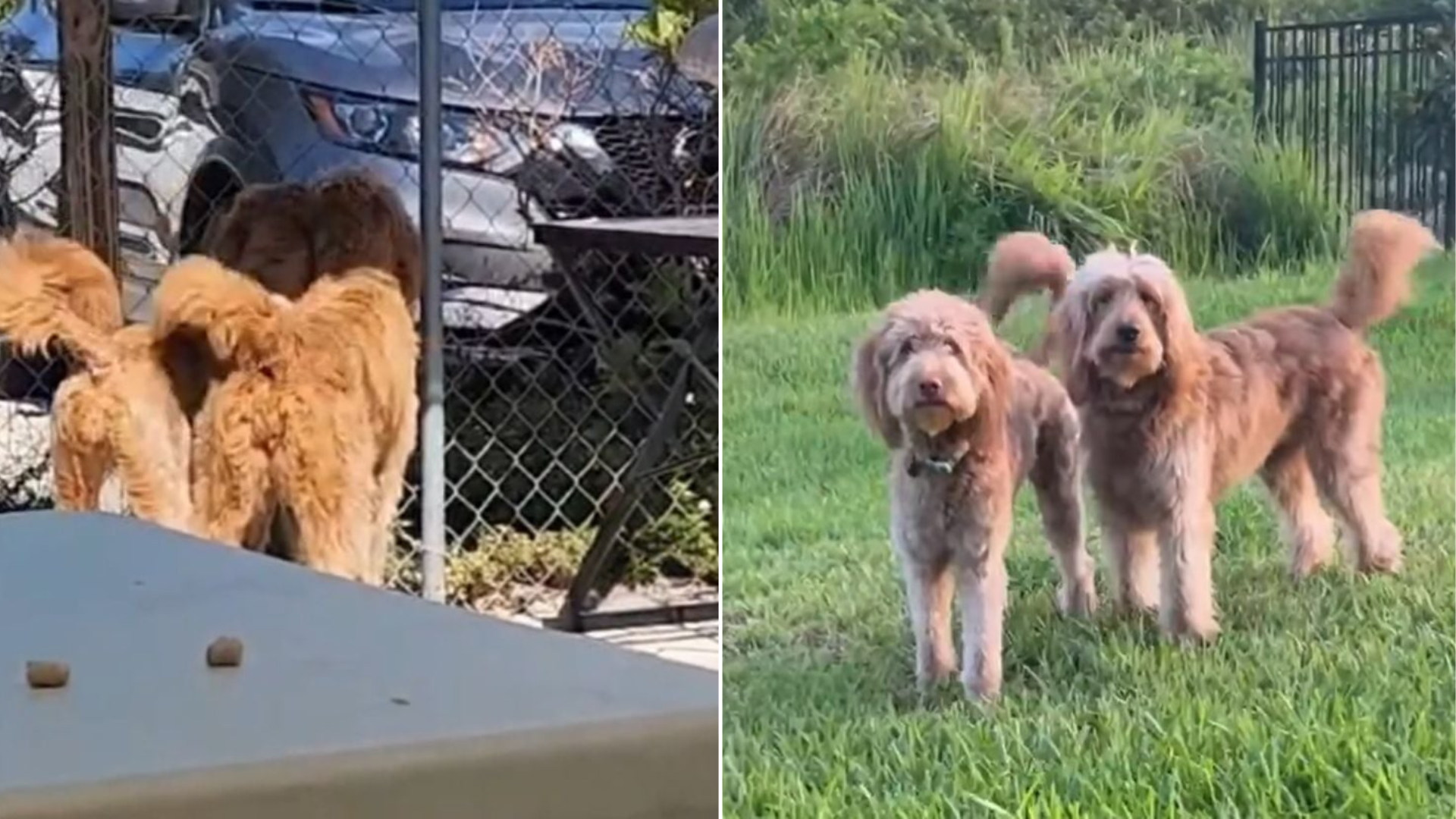 two lookalike dogs