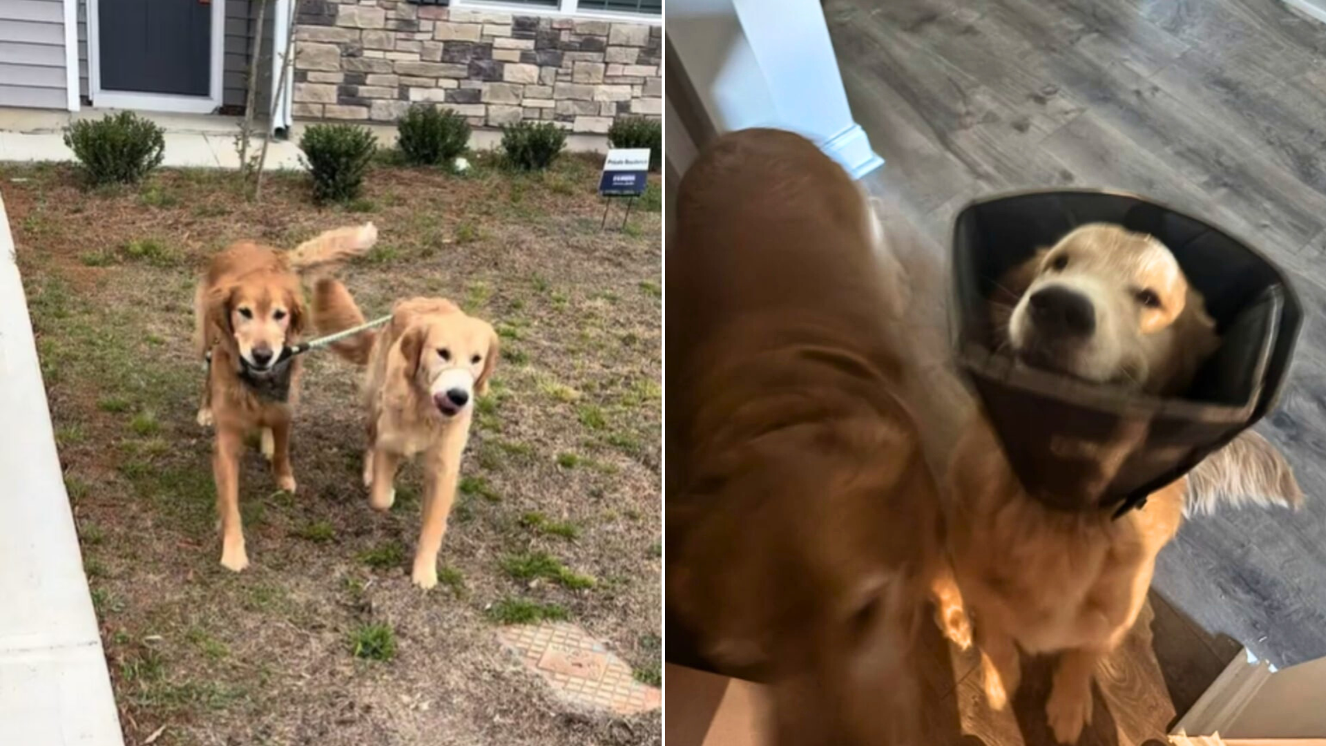 two golden retrievers