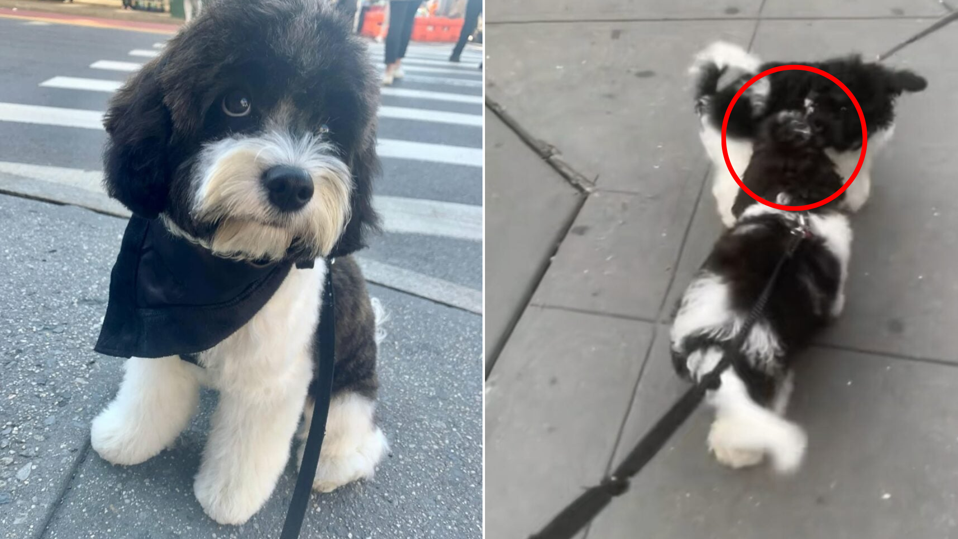 two similar dogs