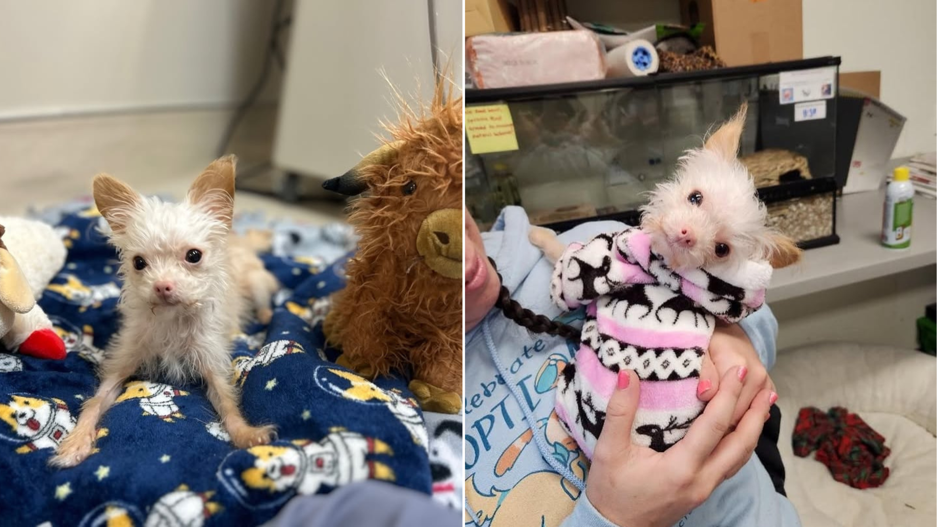 tiny dog in sweater