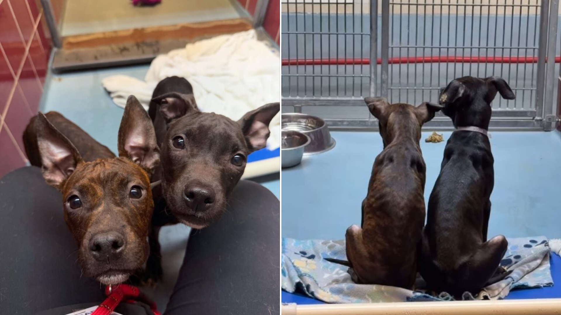 two dogs in shelter