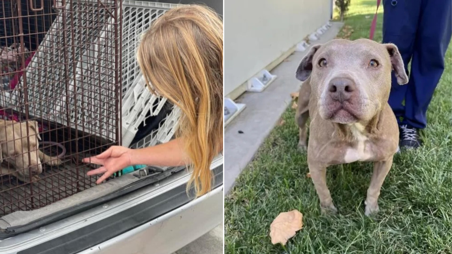 shelter dog with woman