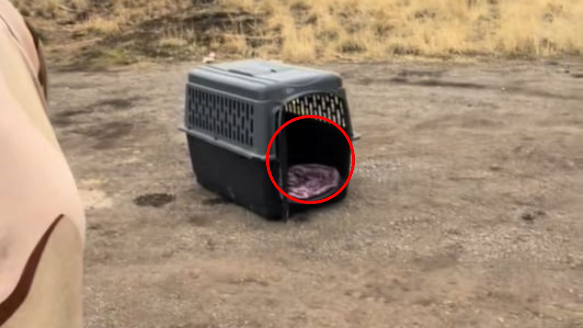 stranded dog