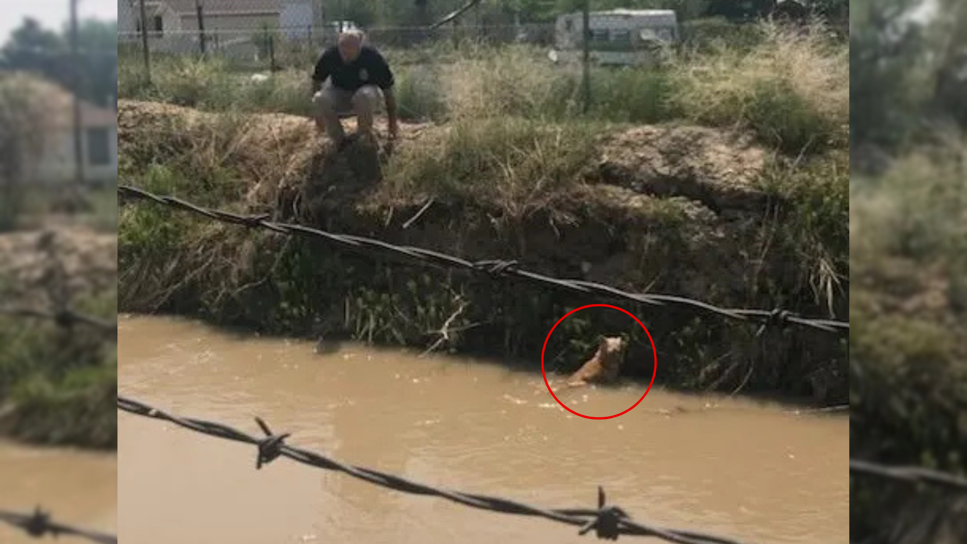 dog rescue from canal