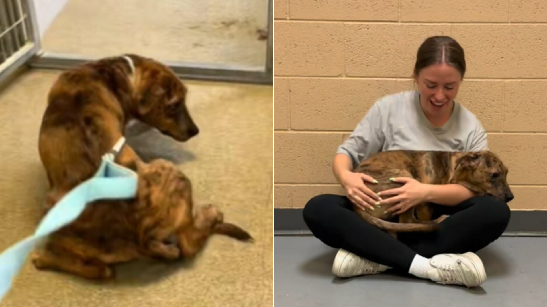 shelter dog and woman