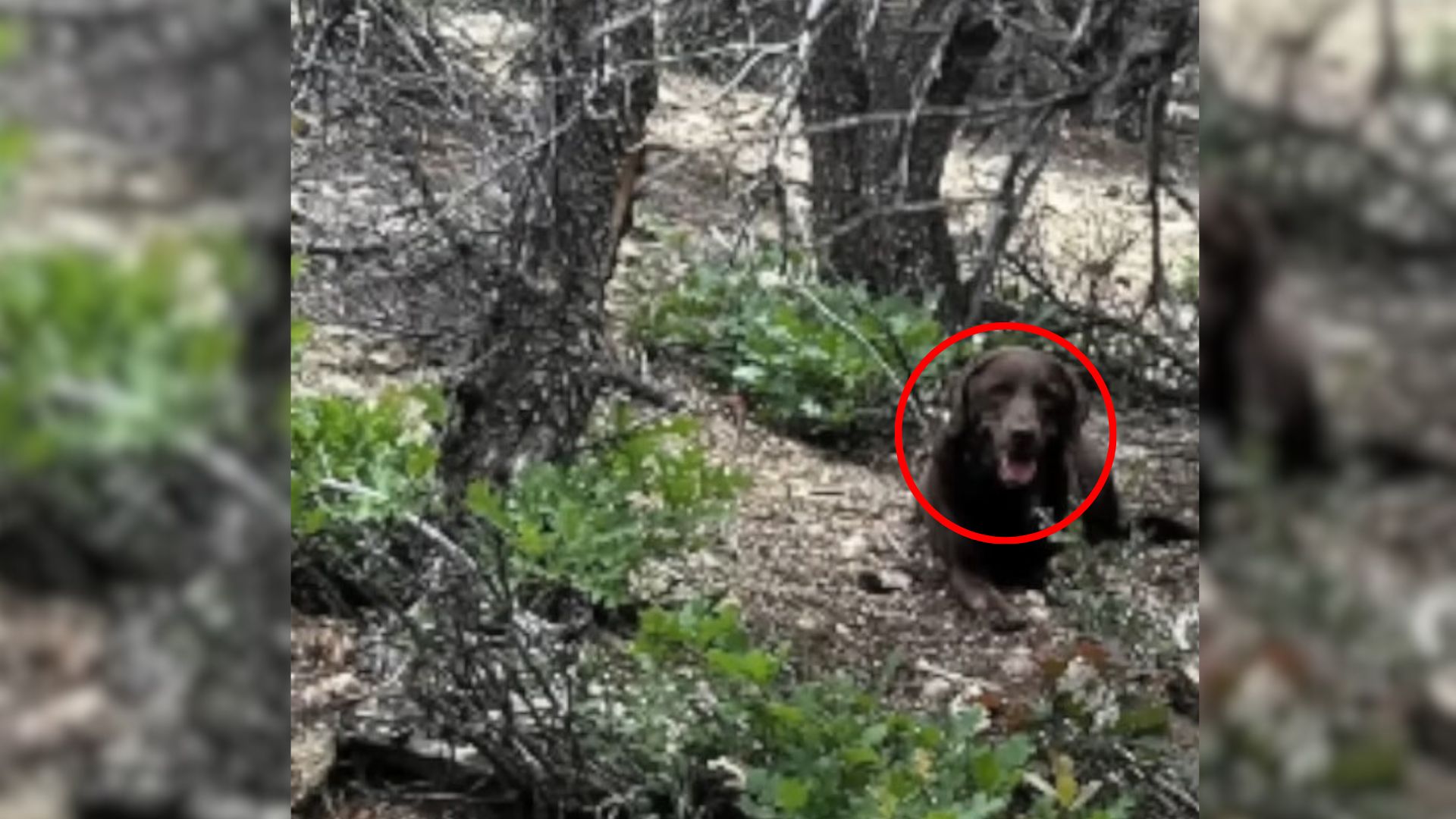 dog in forest