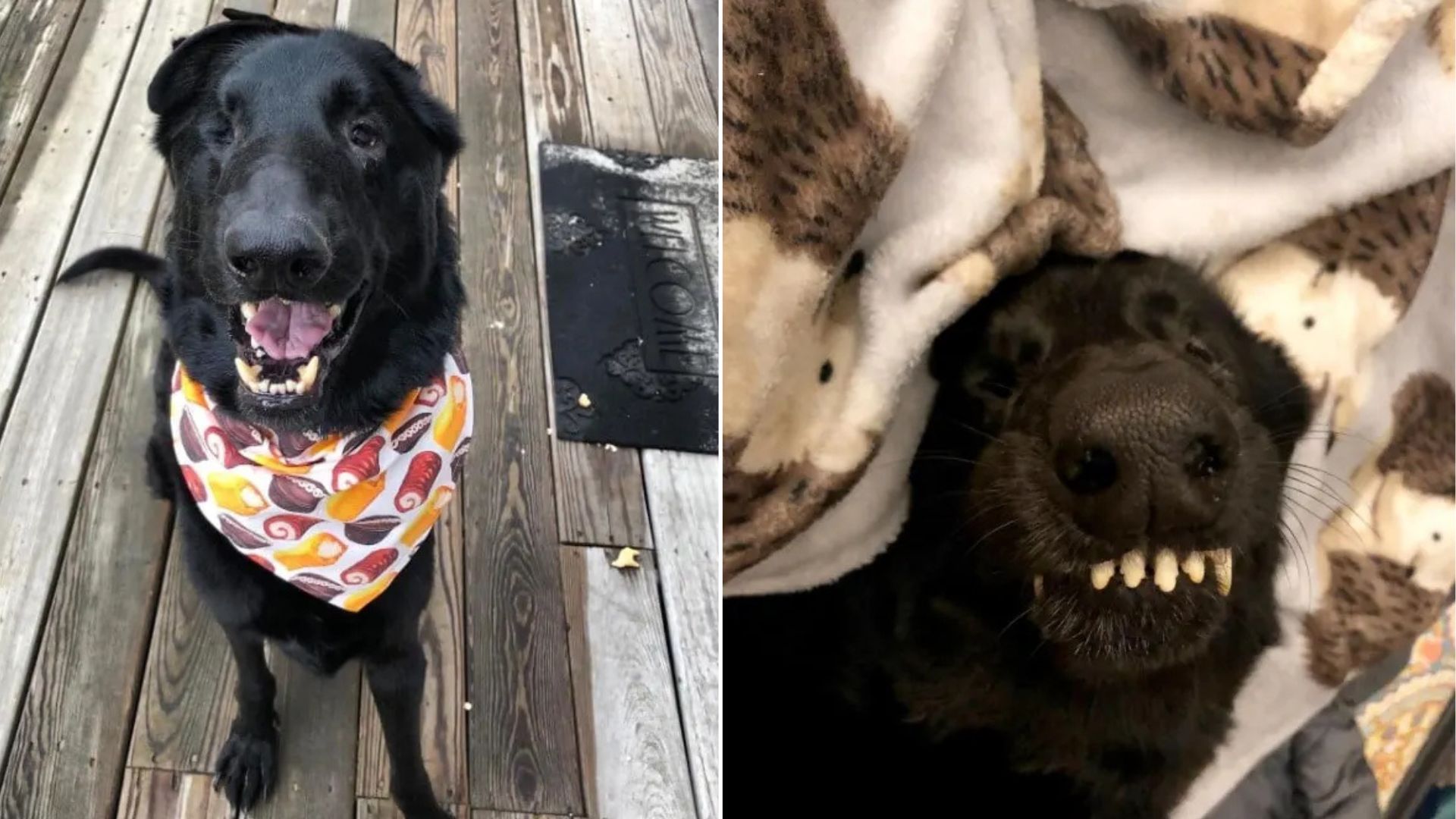 adorable black dog