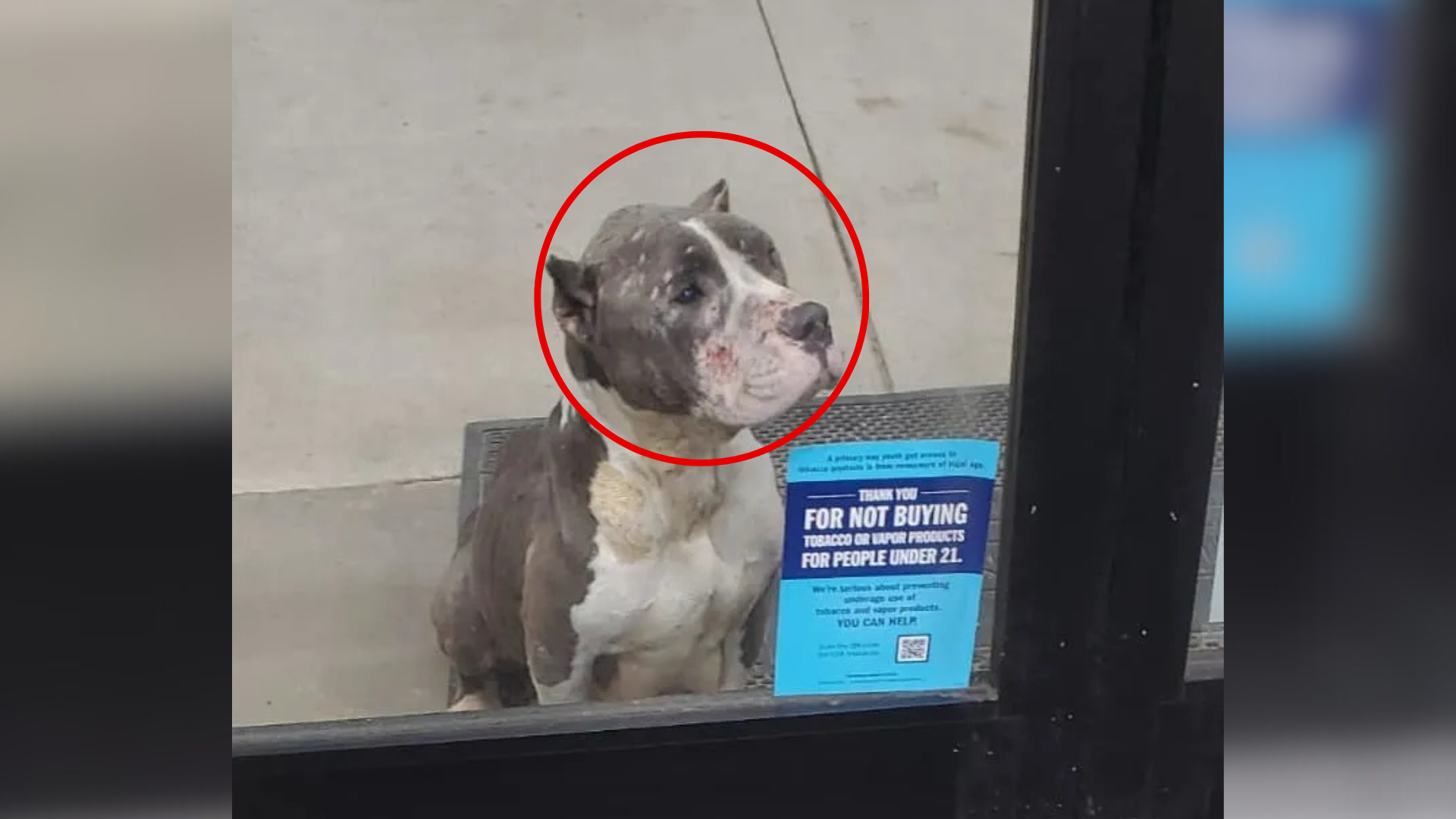 injured dog