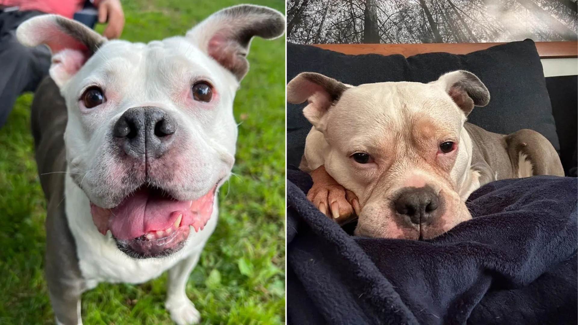 cute pit bull dog