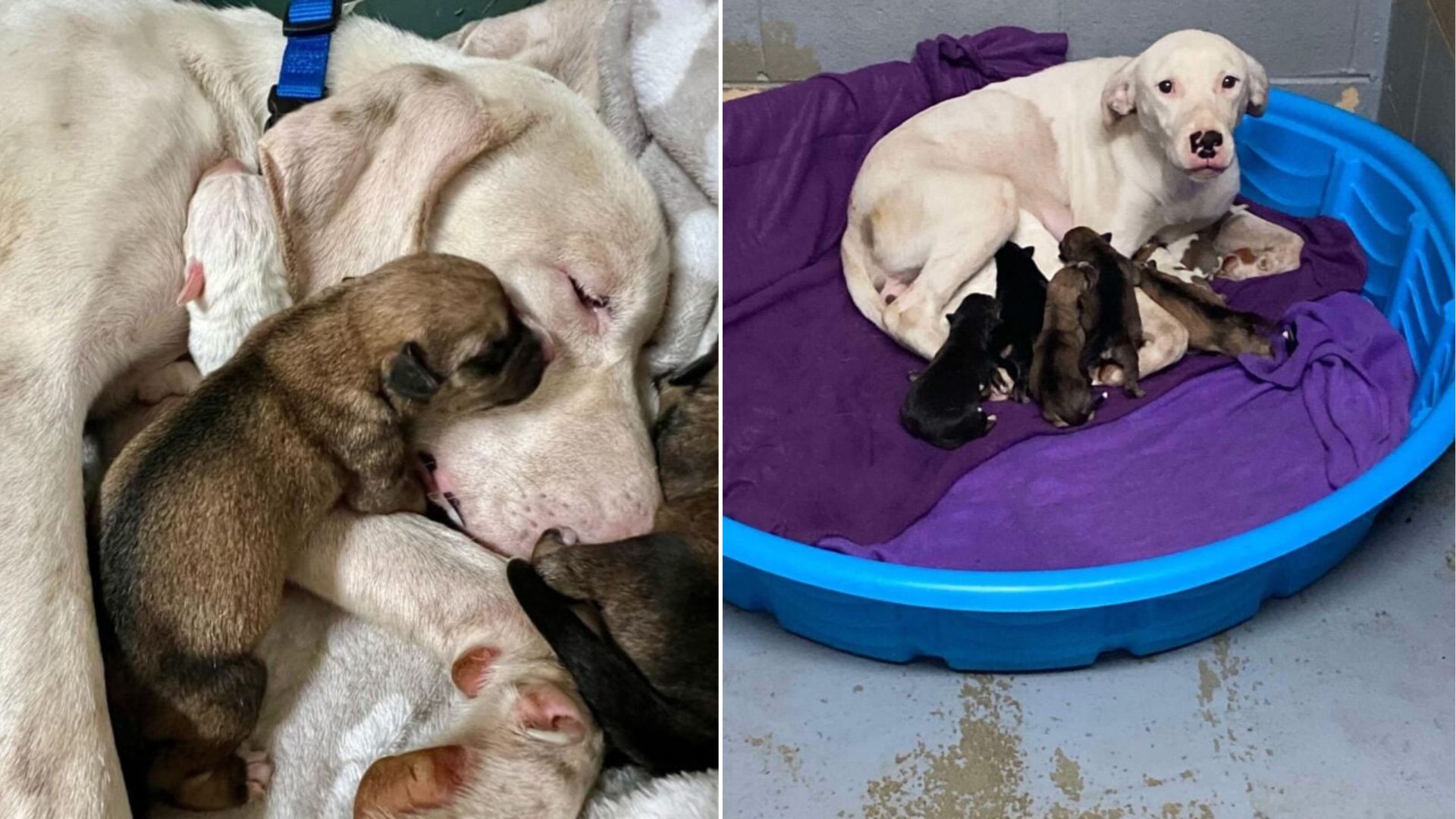 mother dog and puppies