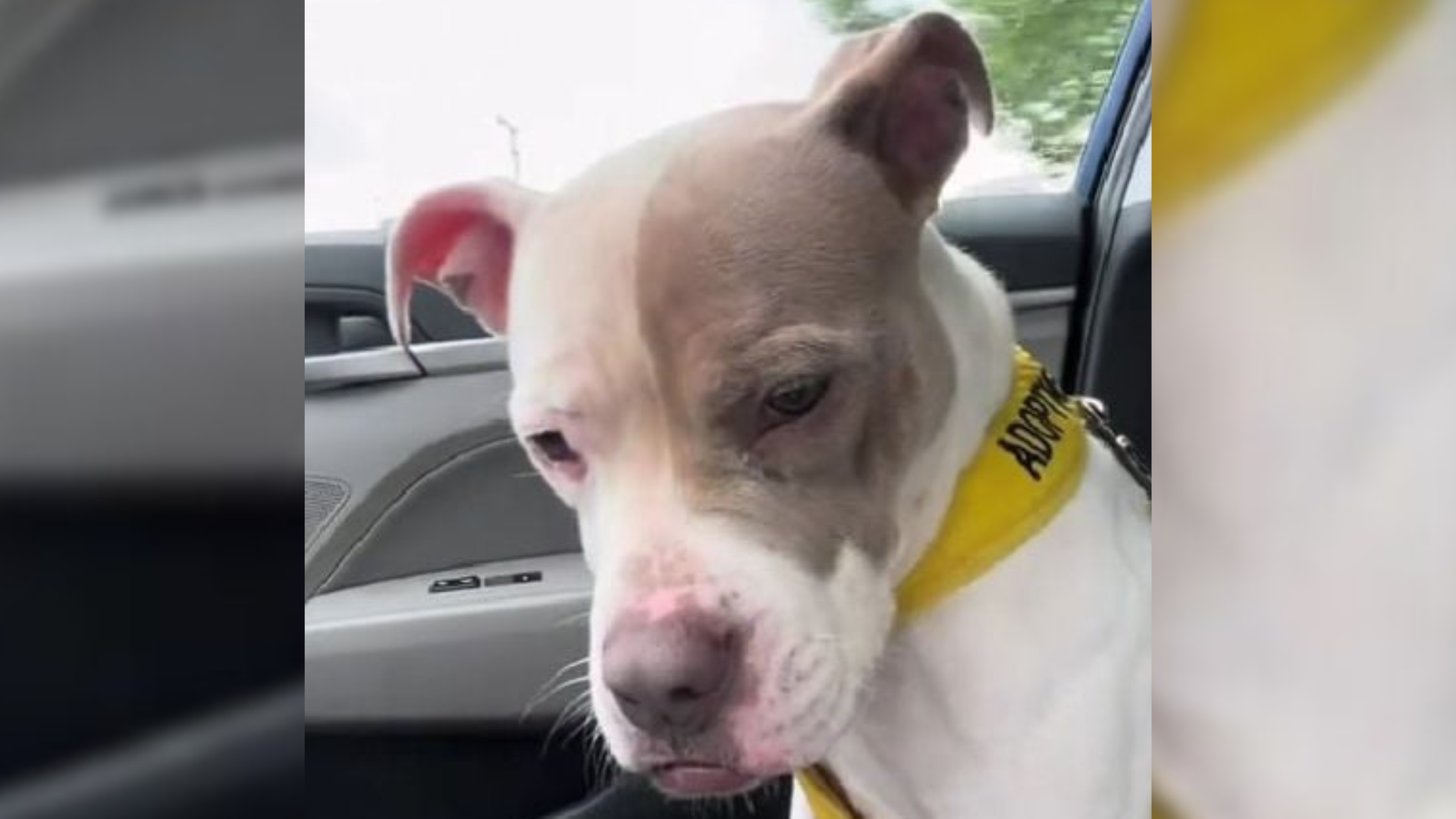 sad dog in car