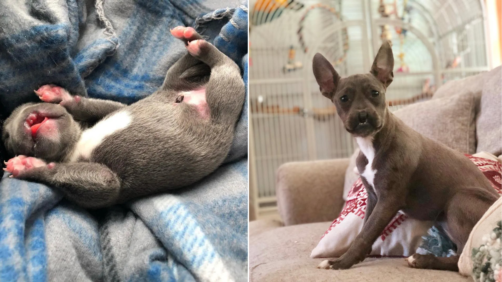 puppy before and after