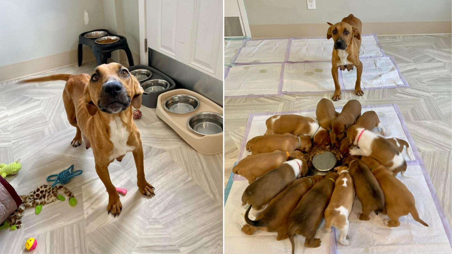 mom dog with 14 puppies