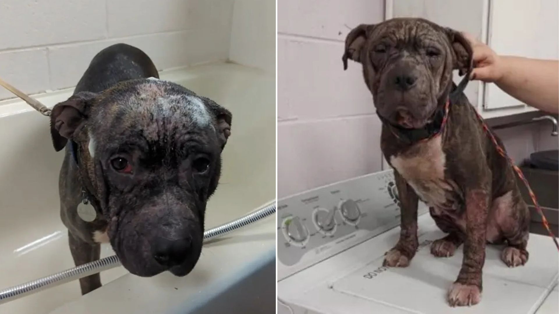 dog covered in scabs