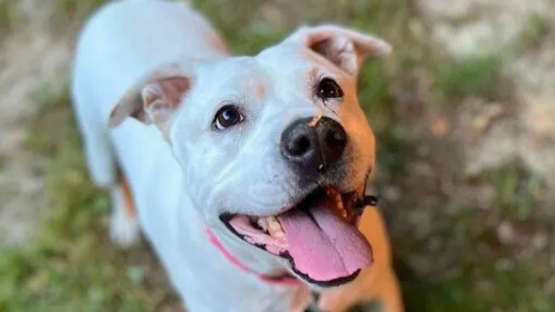 white smiling dog