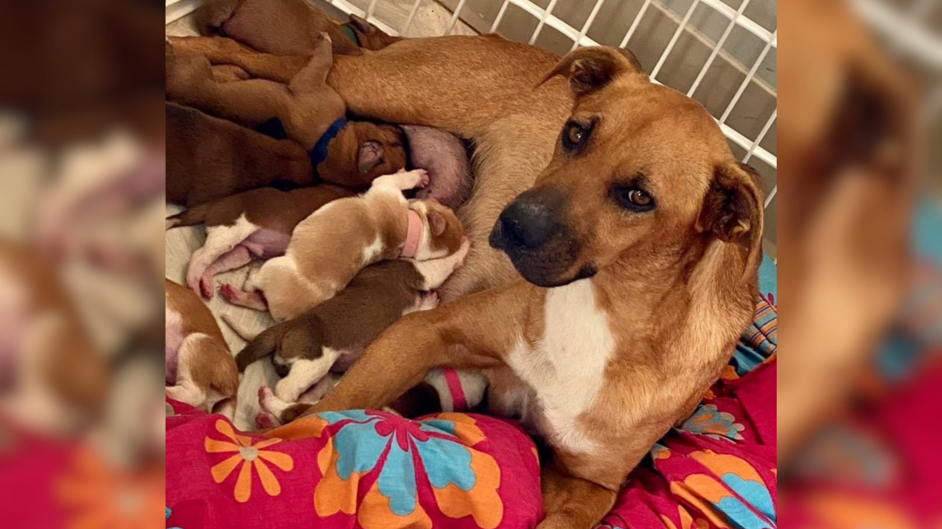 mama dog with puppies