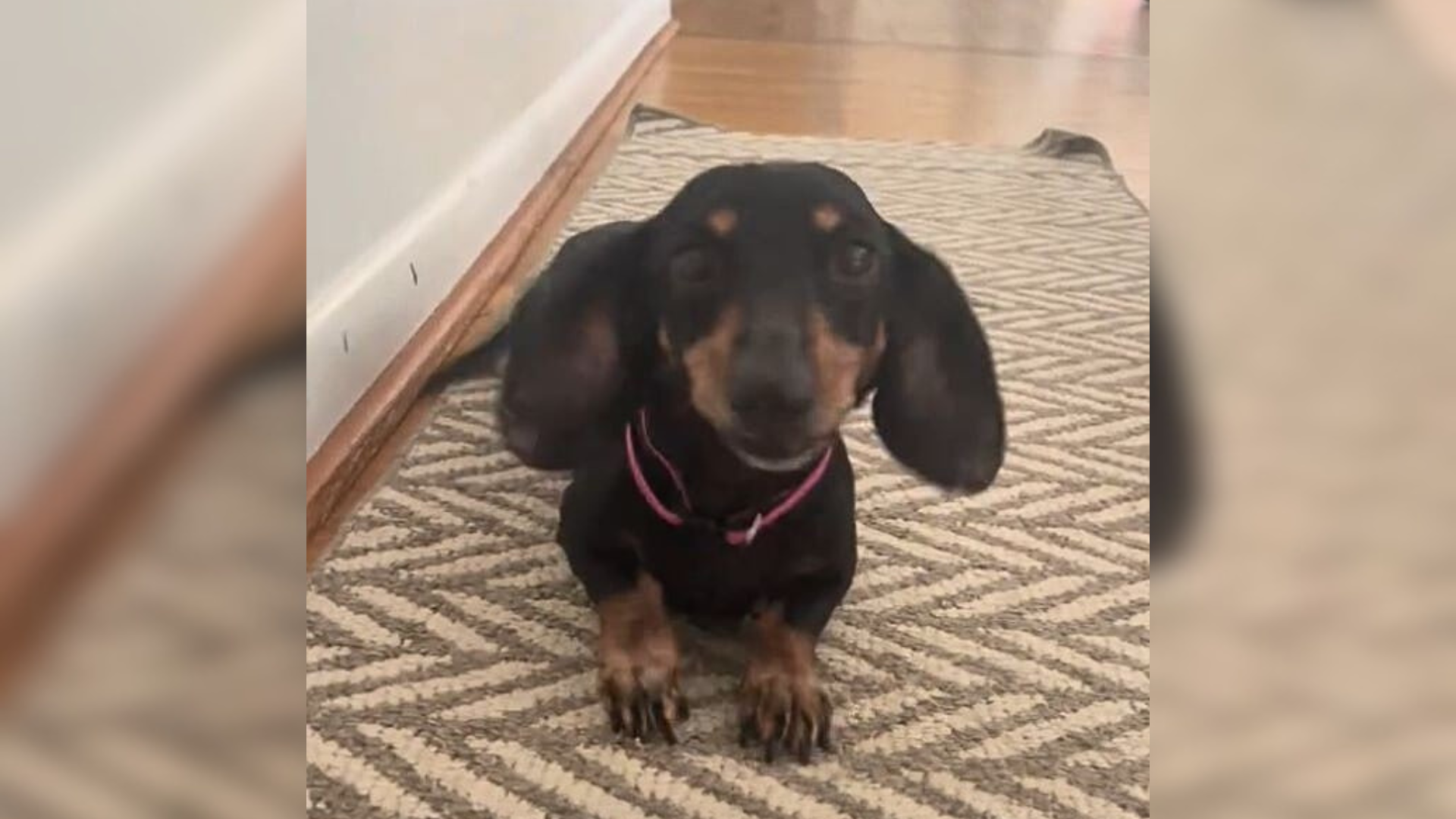 dog with big ears