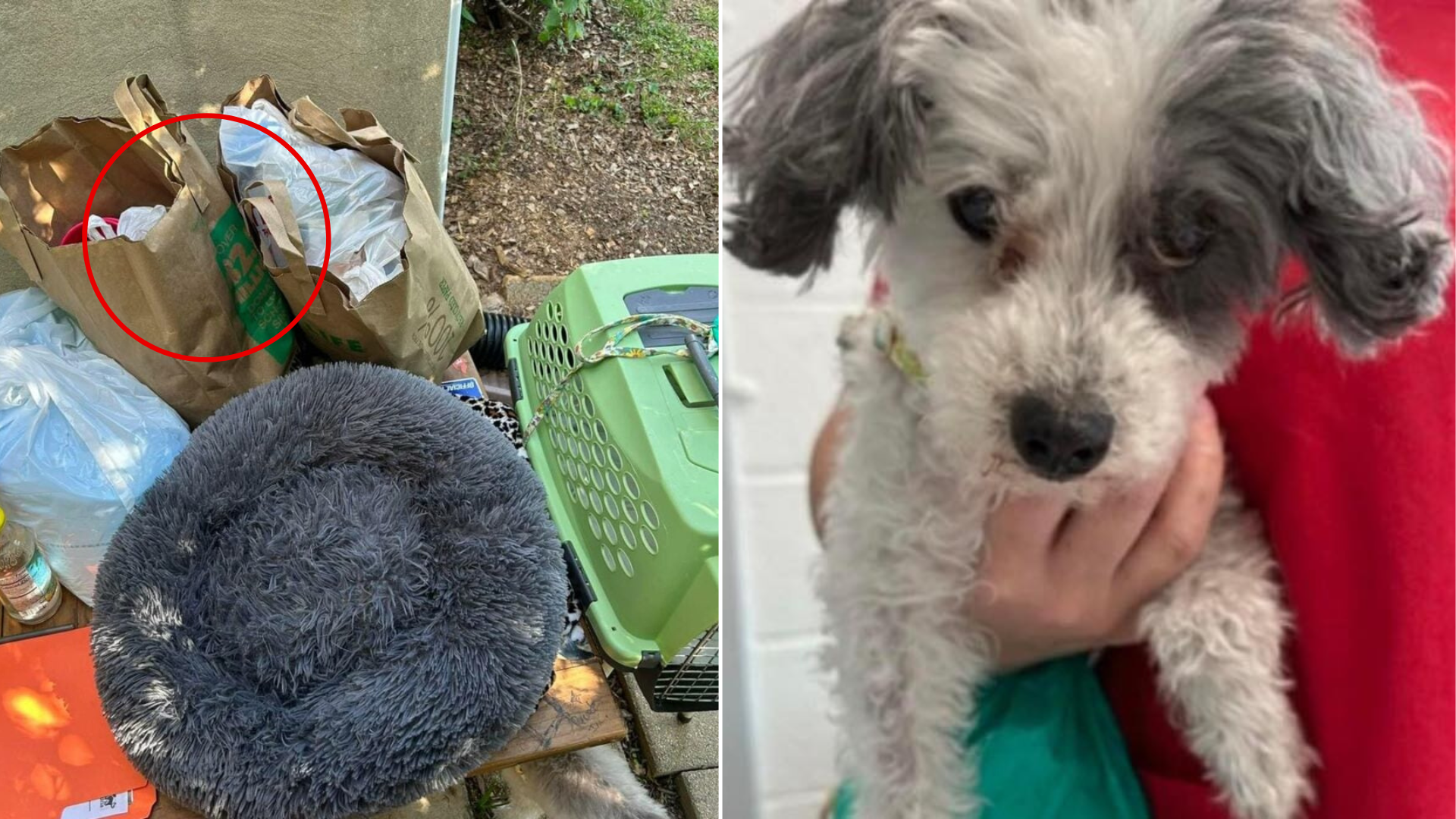 dog with bags of things