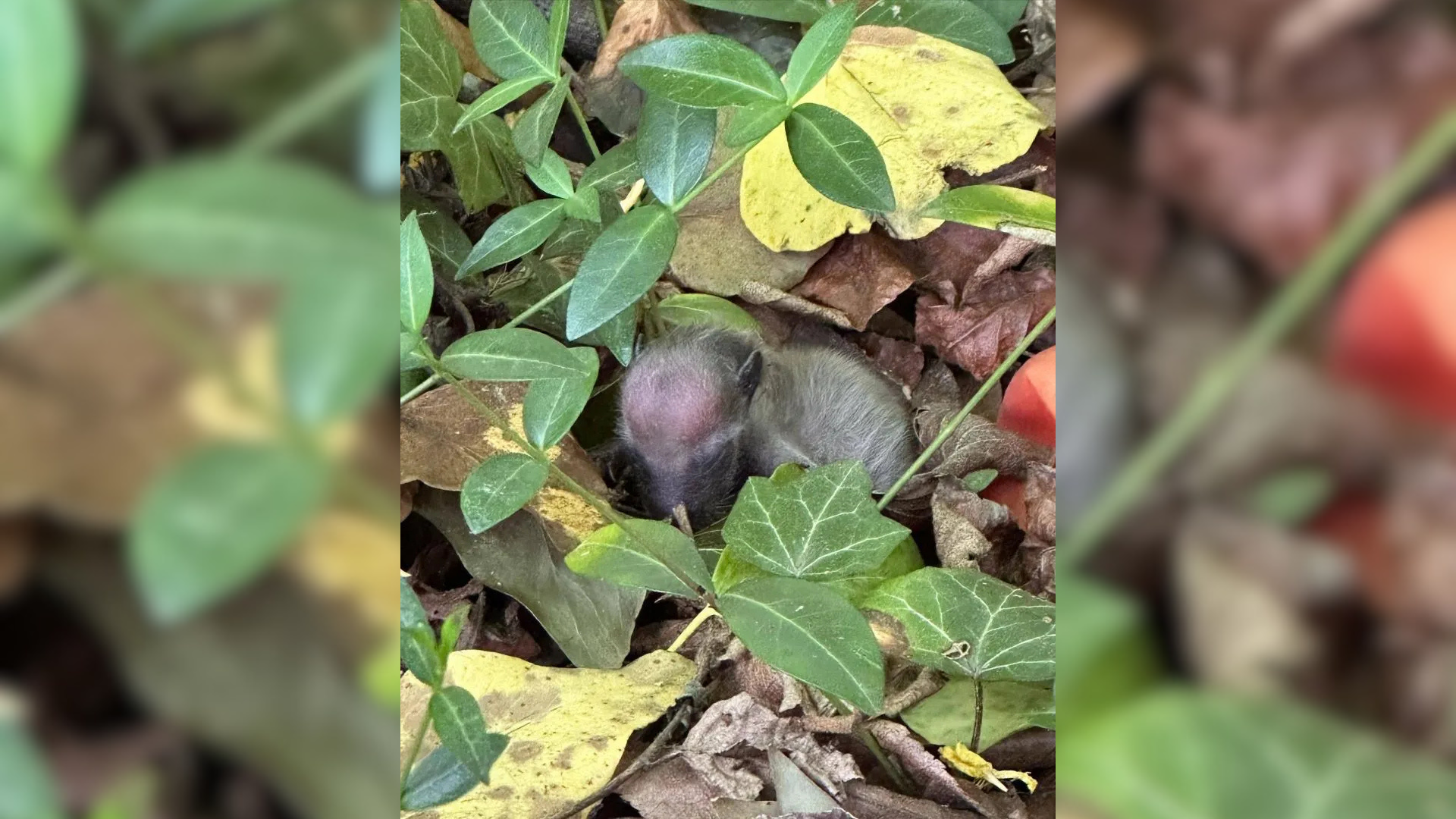small animal under leaves