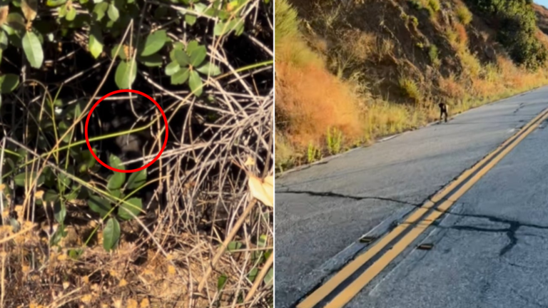 stray dog in bush