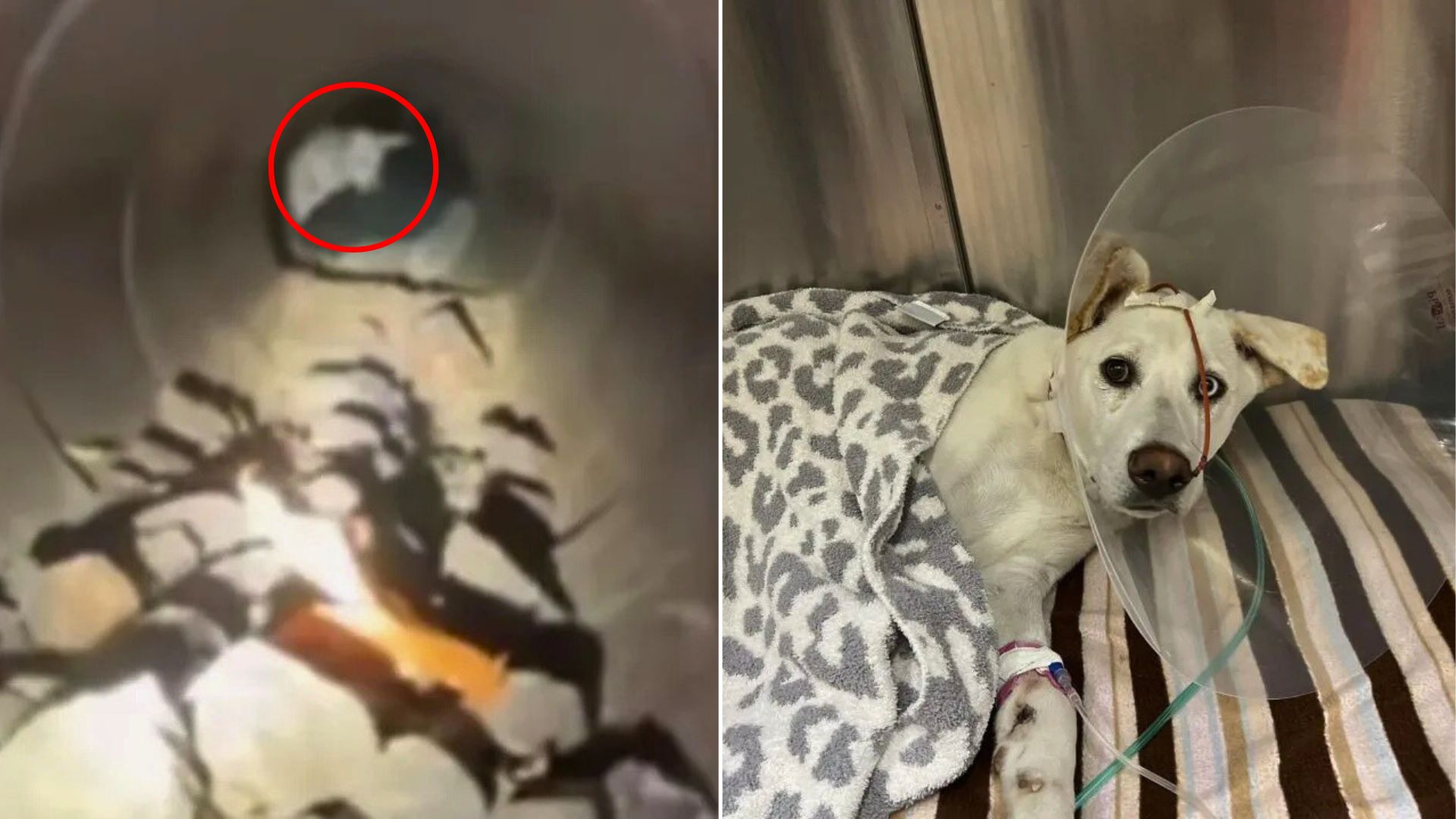 scared dog hiding