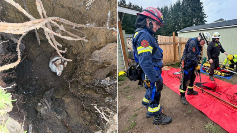 dog rescue