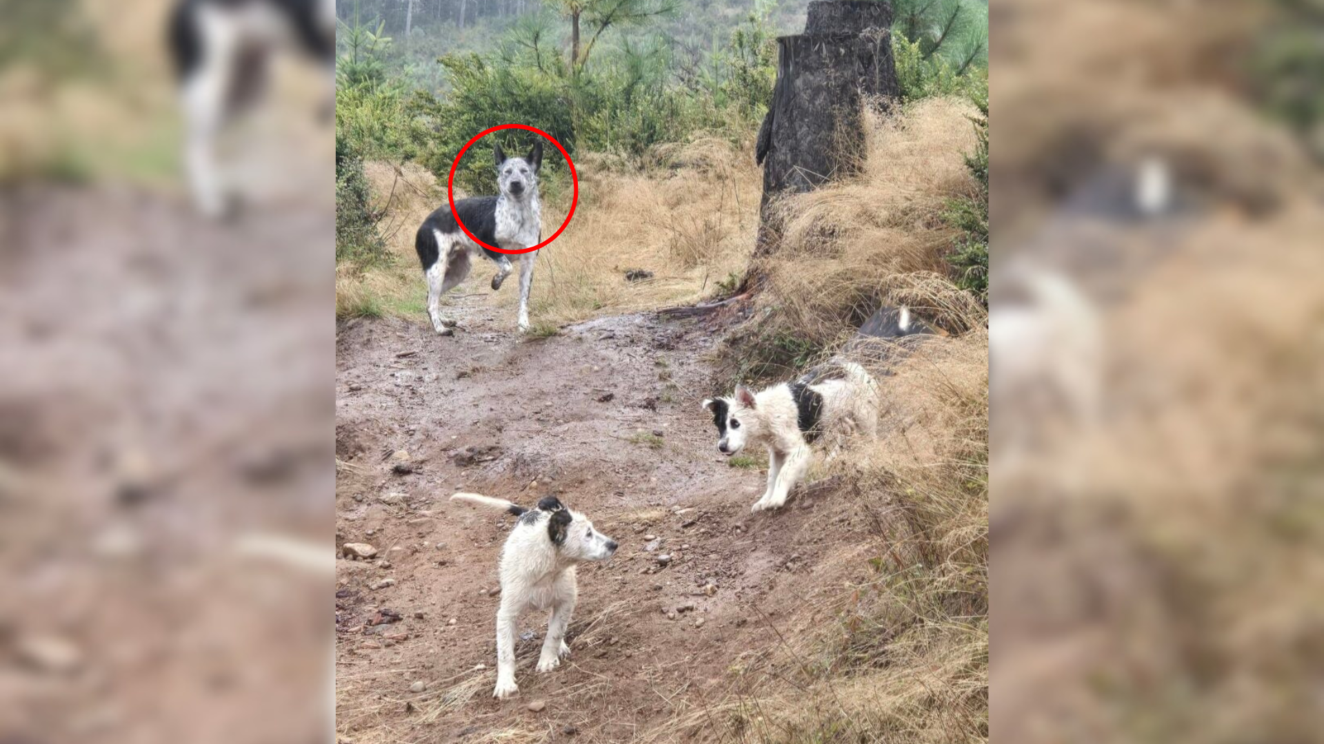stray dog family