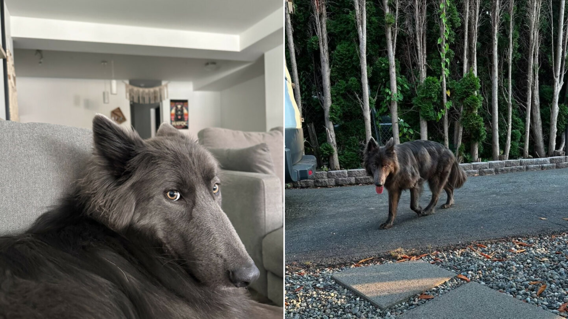 wolf-looking dog