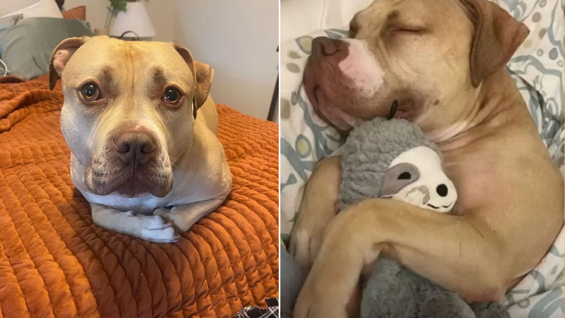 sweet dog sleeping