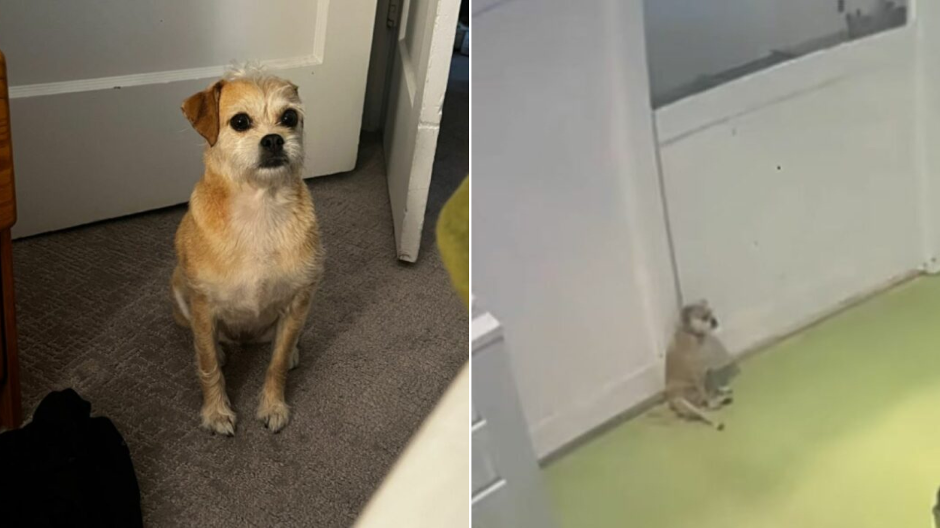 goofy dog sitting