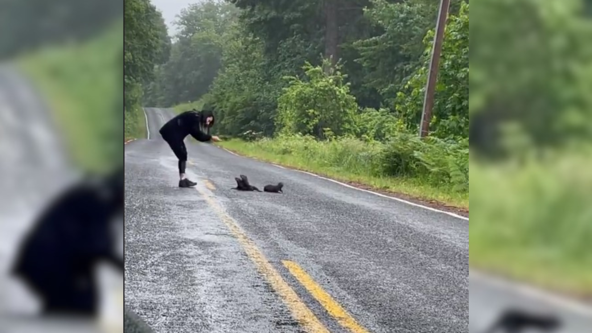 woman on road with animals