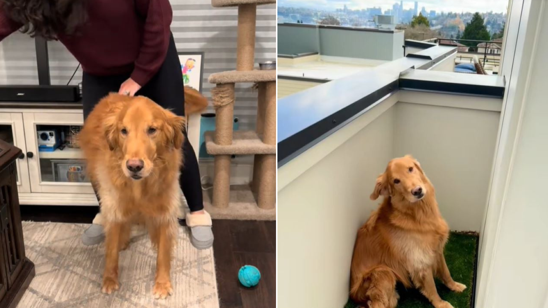 golden retriever in apartment