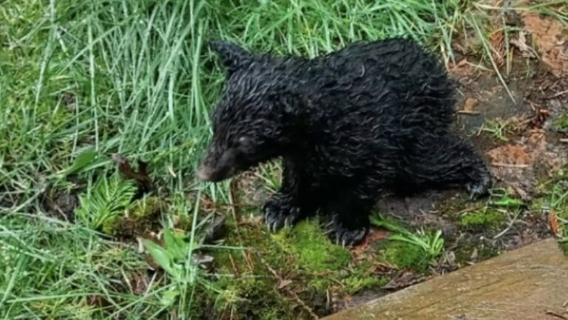 tiny bear cub