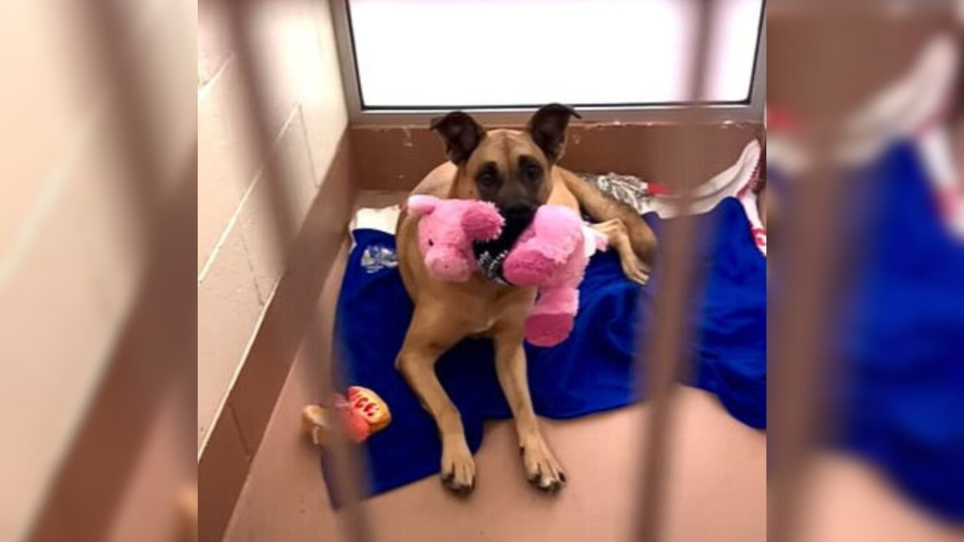 dog holding toy