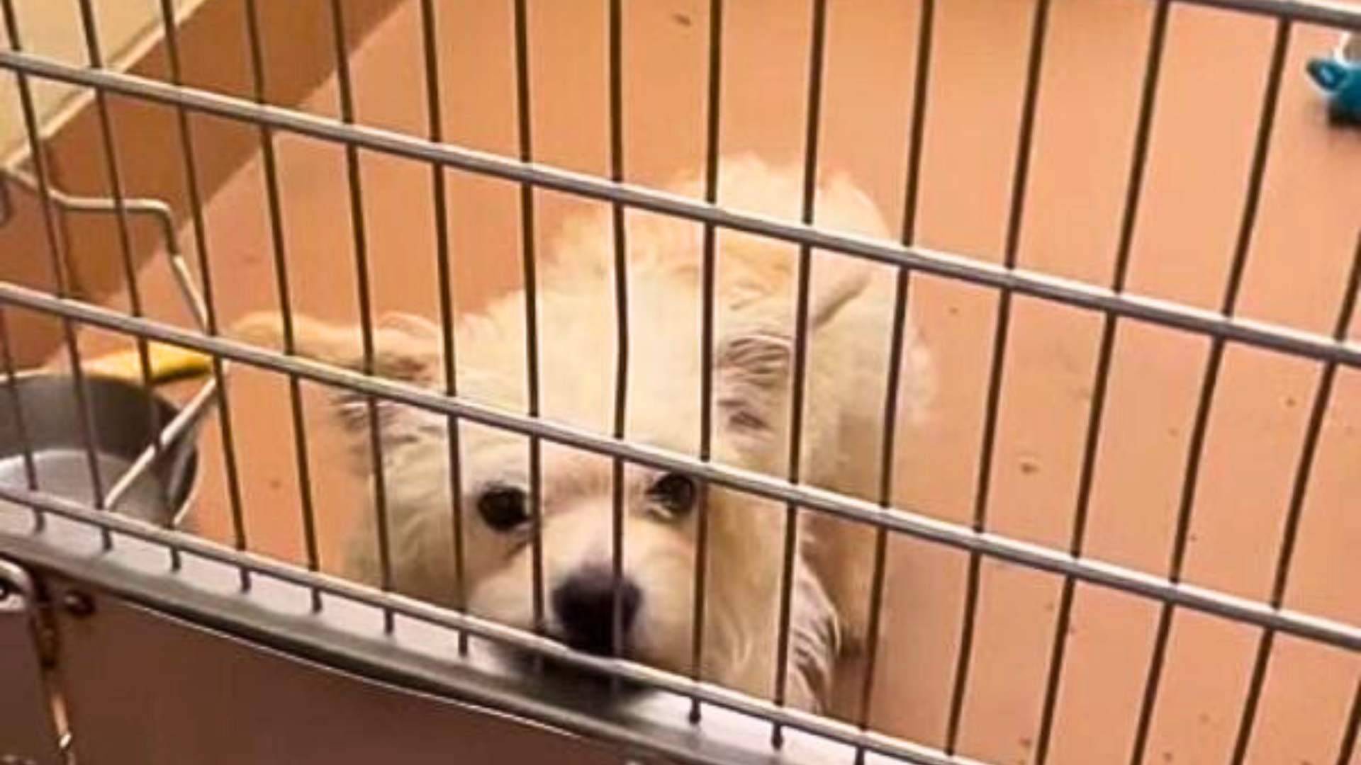 small dog in cage