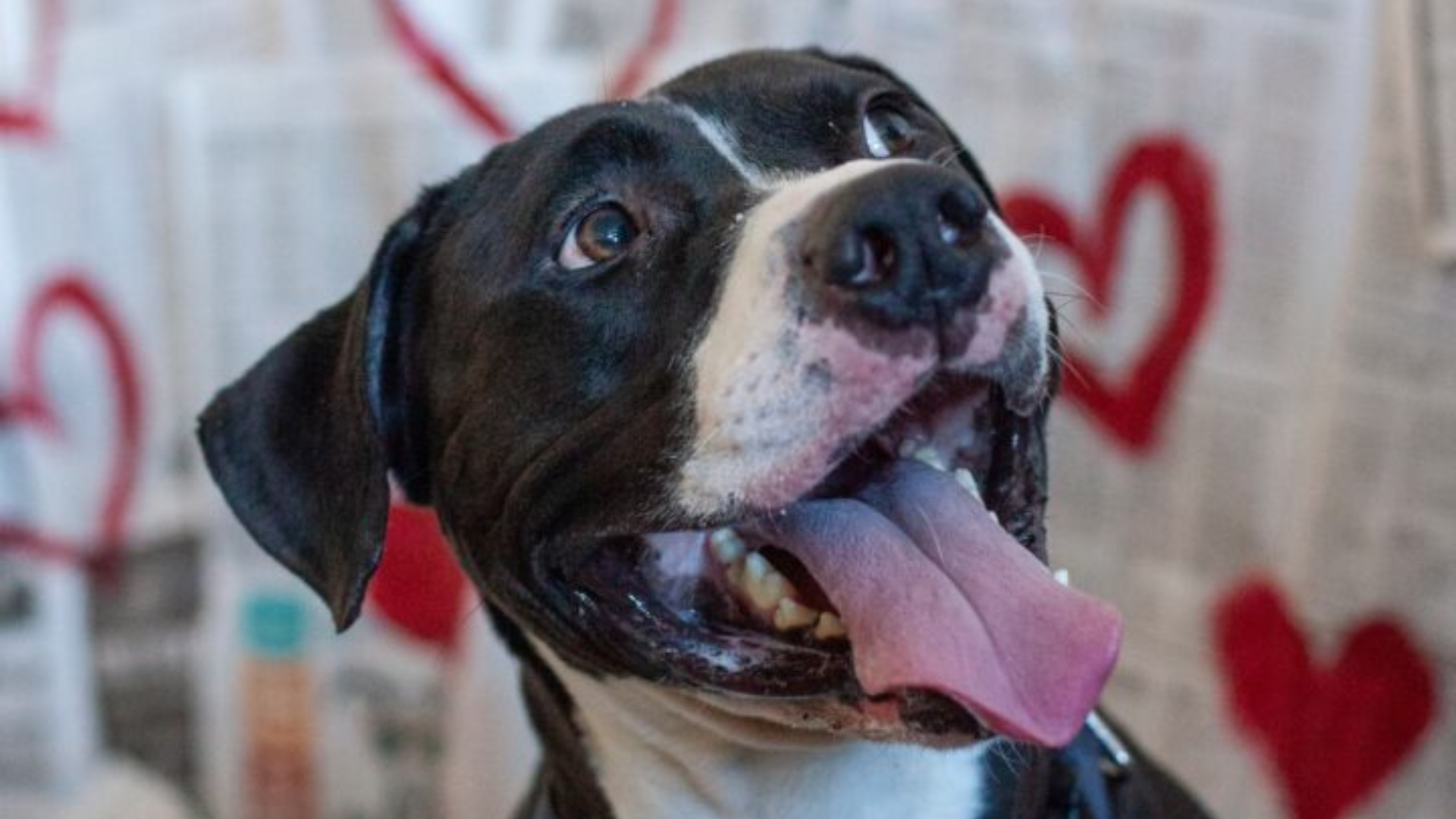 smiling dog