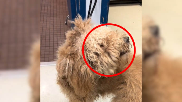 matted dog