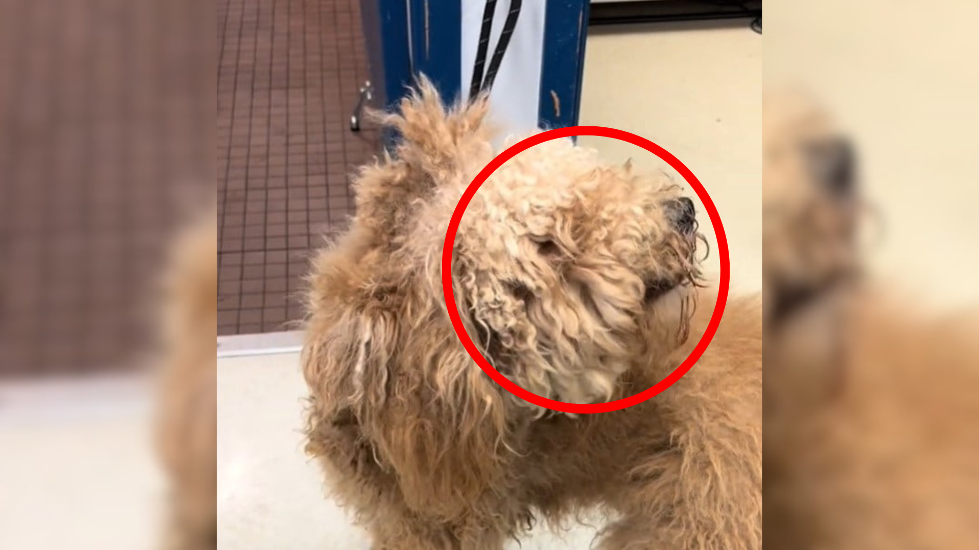 matted dog
