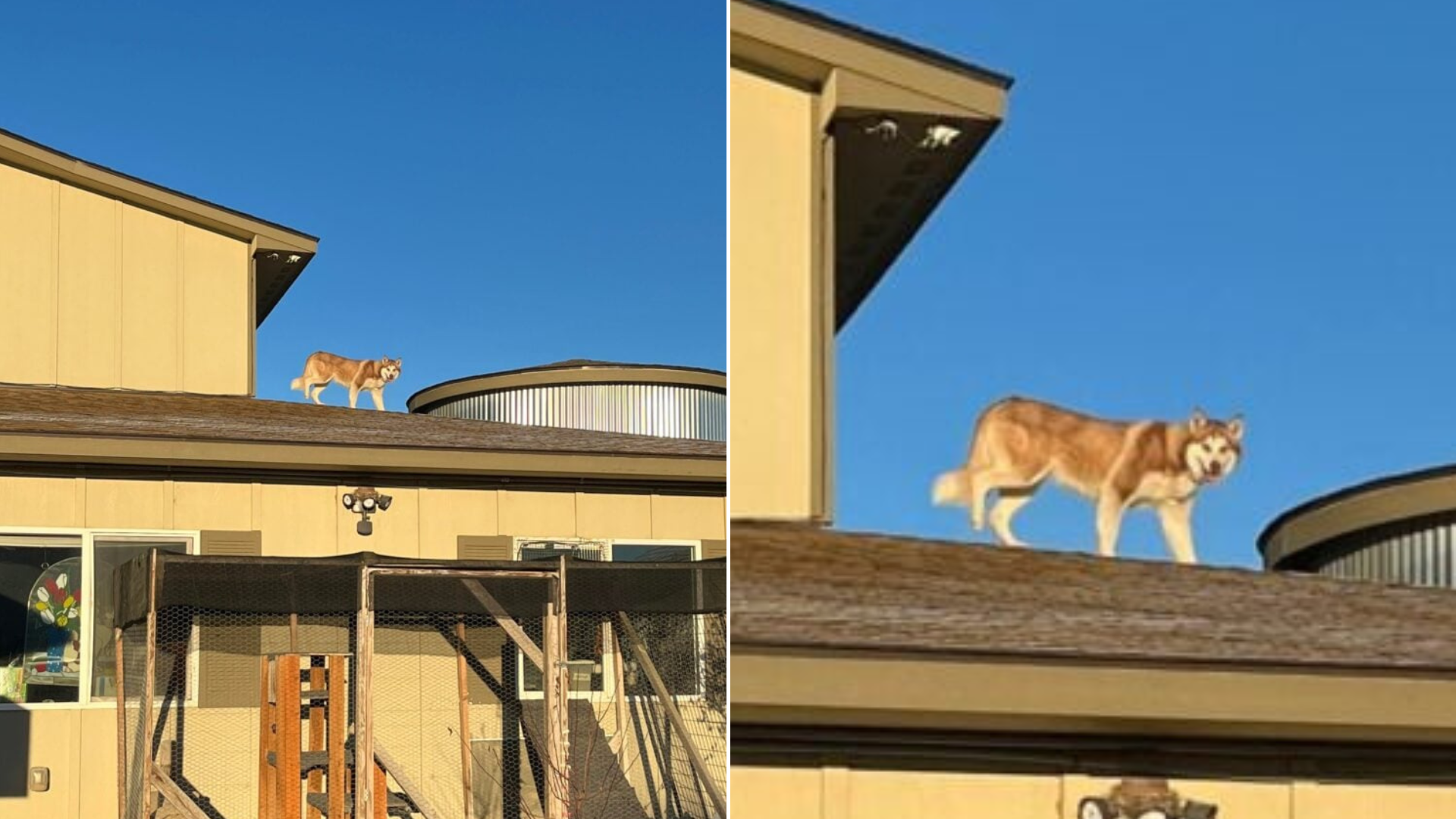 husky on roof