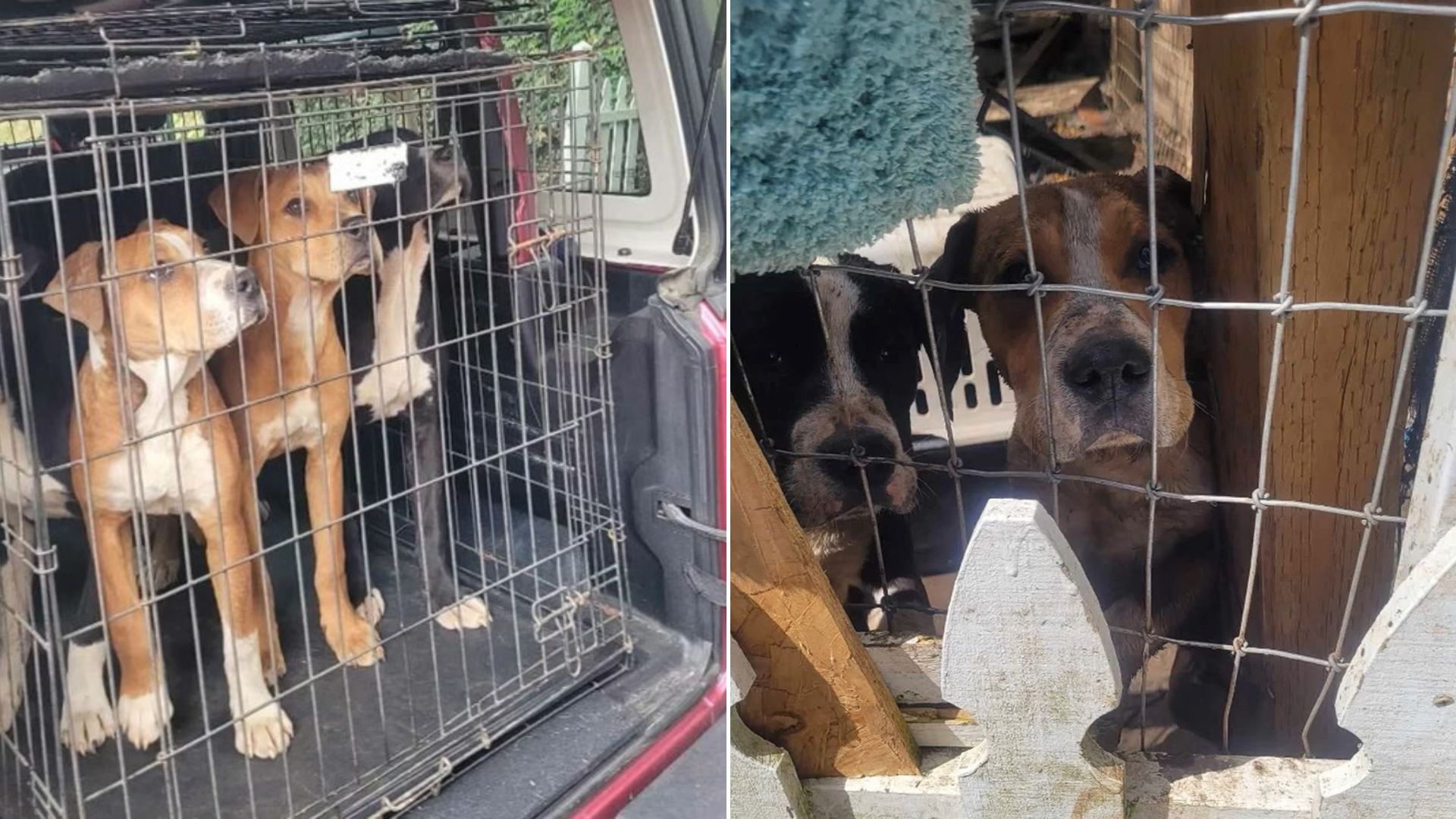 scared dogs