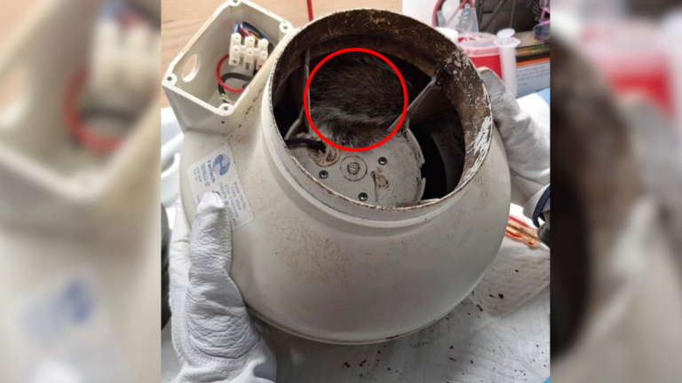 animal stuck in fan