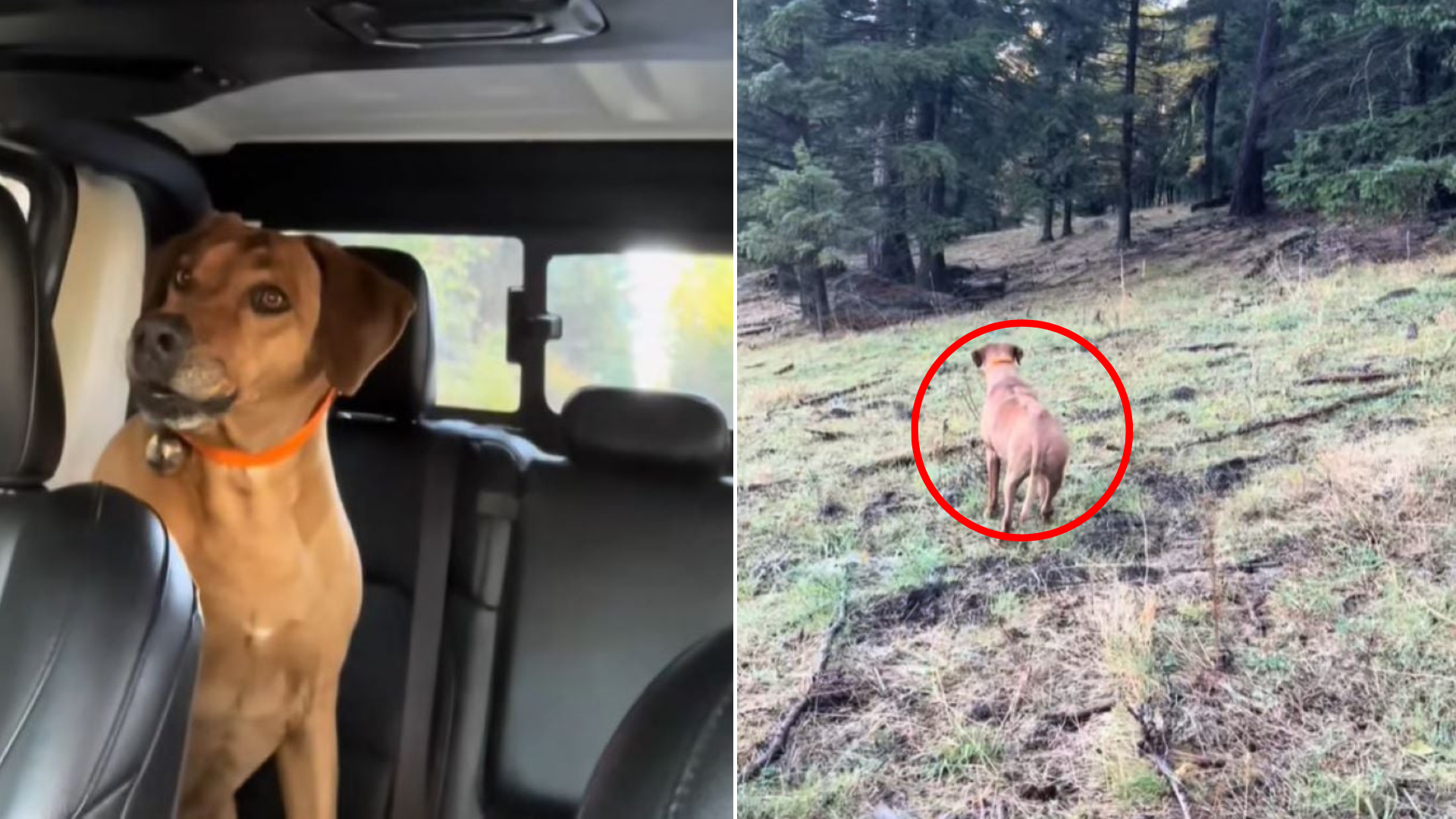 dog in car going to the woods