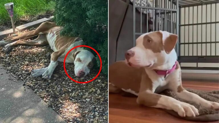 weak dog laying down