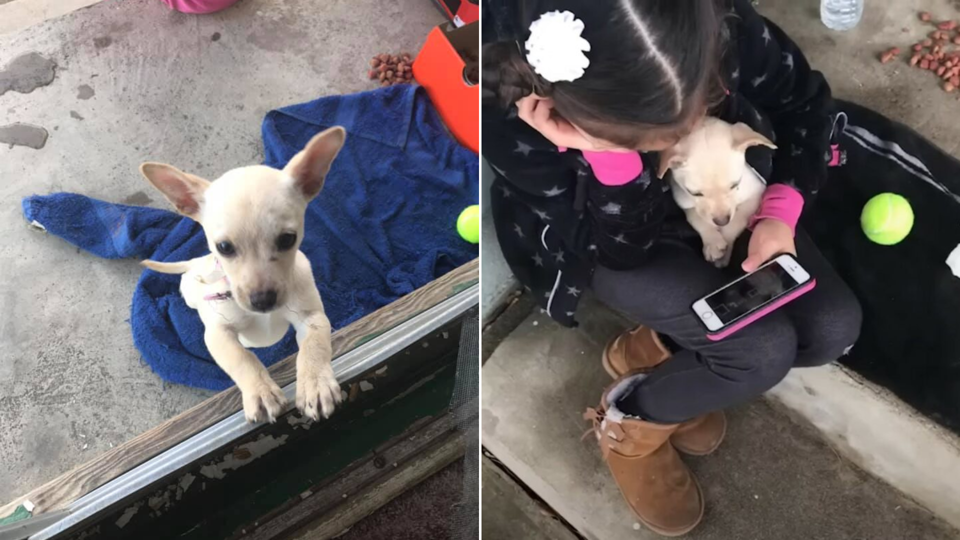 child and puppy watching videos