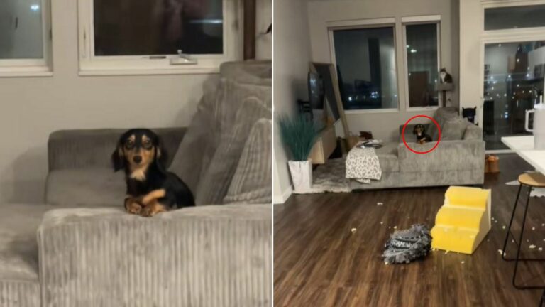 dachshund in house