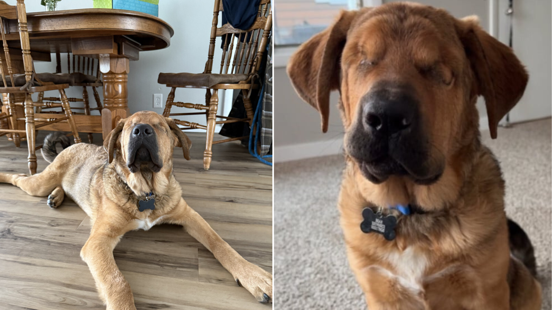 blind dog