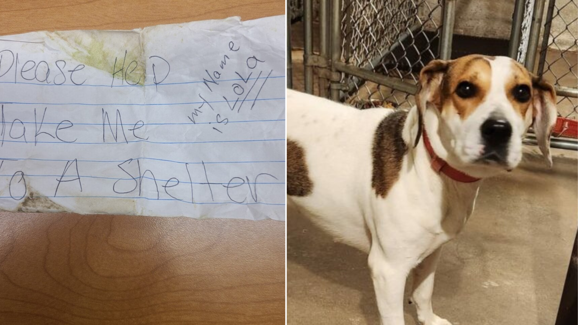 dog with note on collar